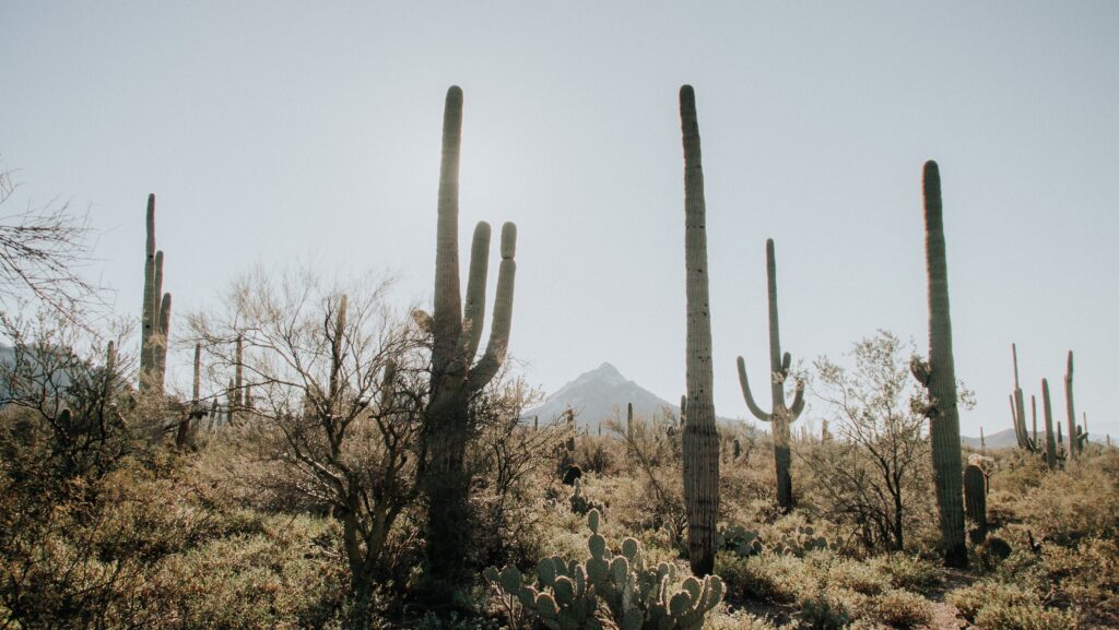 AZ Desert Cactus and Land