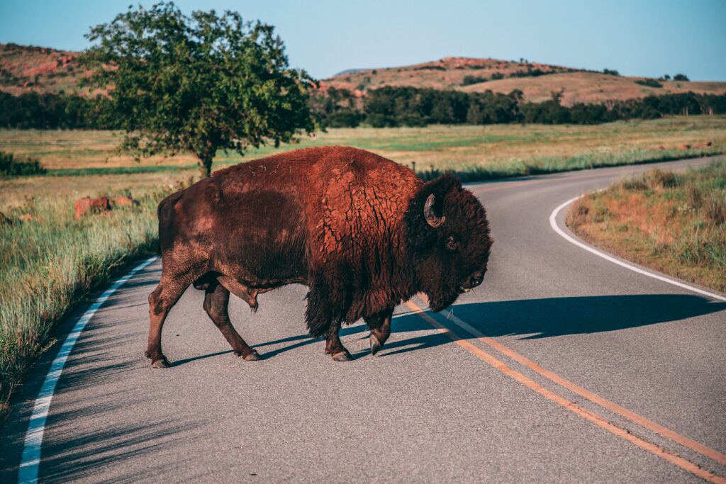 Oklahoma Bison