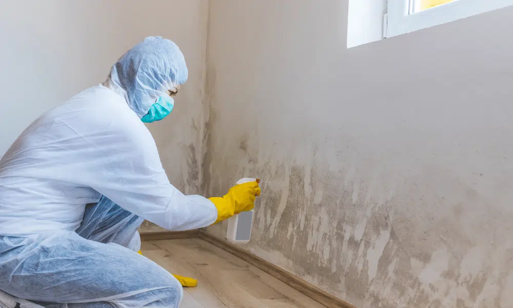mold remediation in house real estate